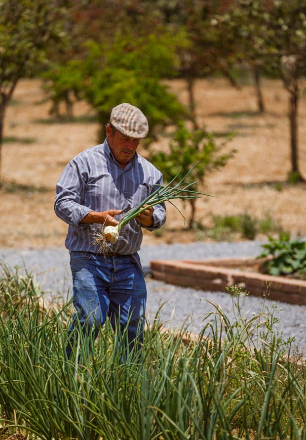 São Lourenço do Barrocal — vegetable garden in the Alentejo