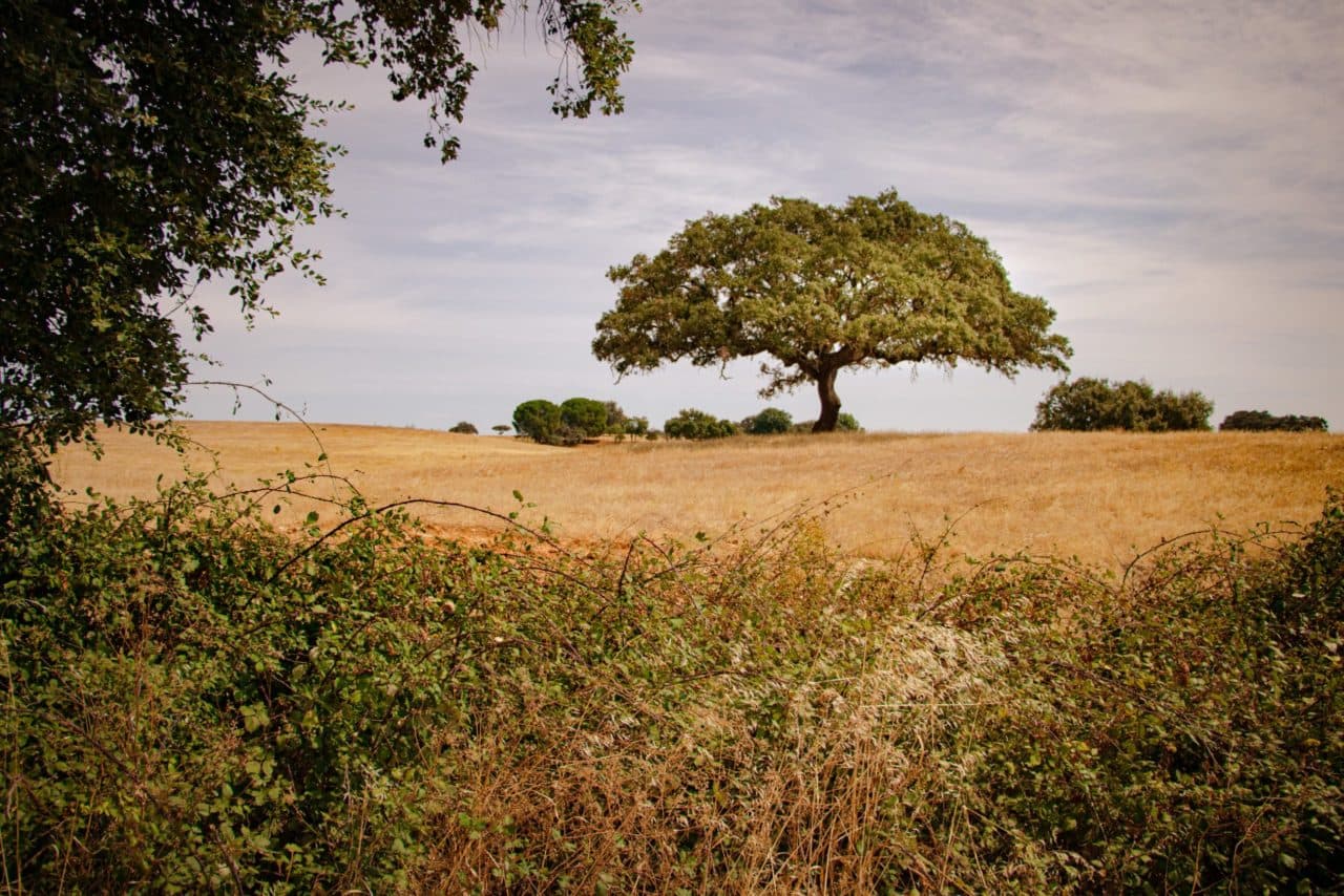 Alentejo landscape — cork oaks and open plains