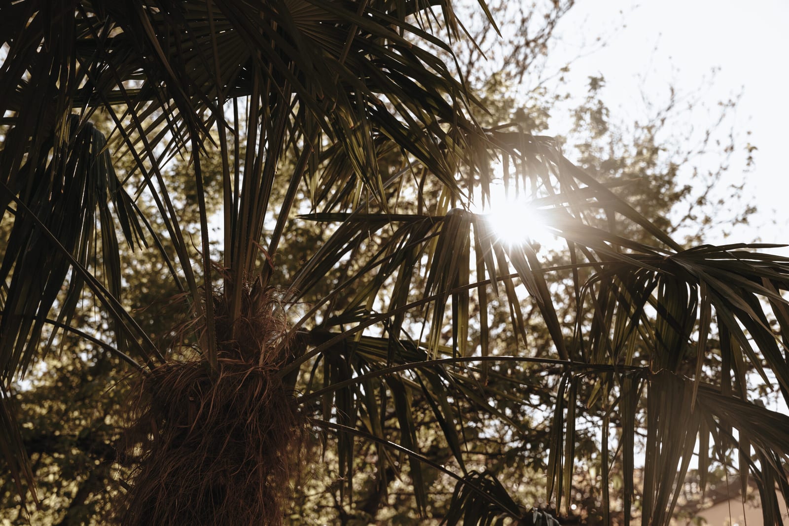Palm trees thriving in the mild climate of Merano, South Tyrol