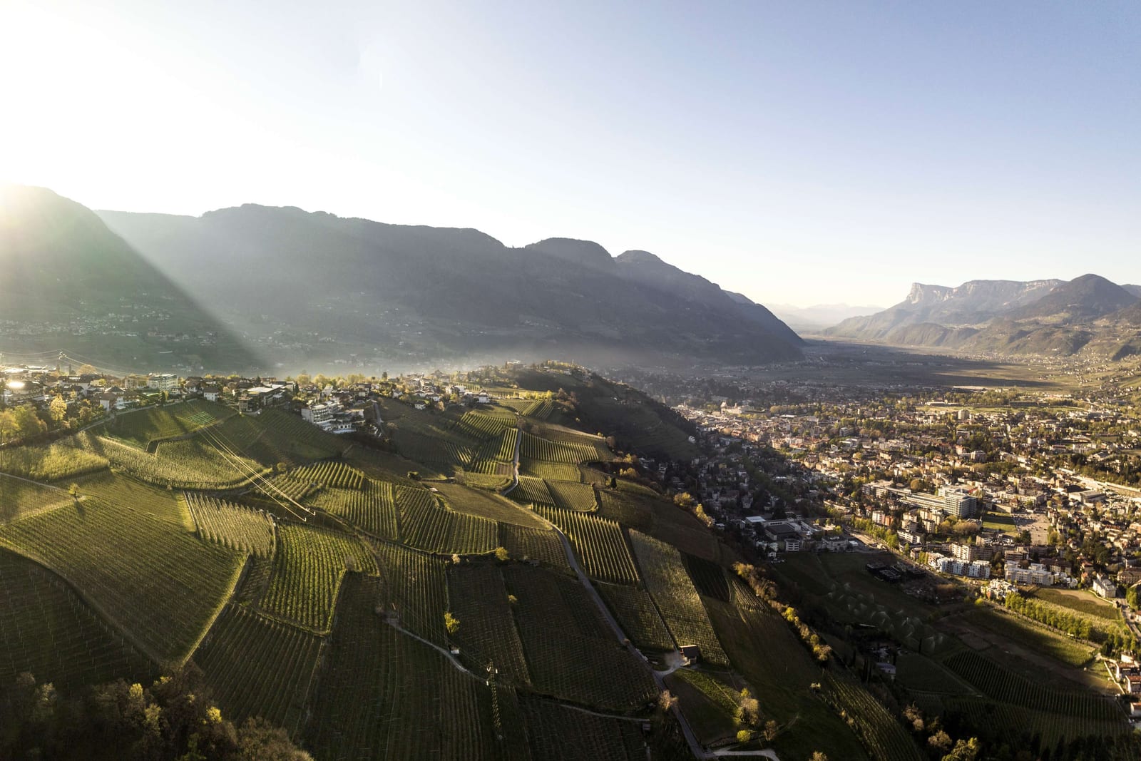 South Tyrolean vineyards in the evening light at sunset