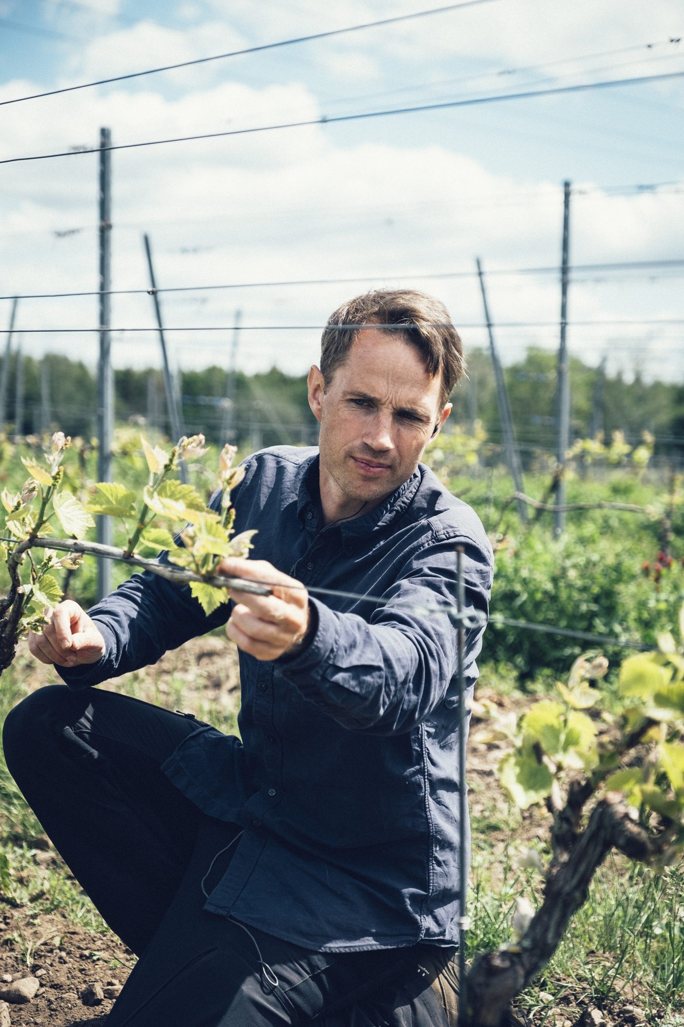 Ästad Vingård — Winzer prüft die Reben im Weinberg